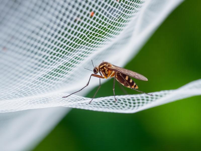 Mosquito resting on a white mosquito net